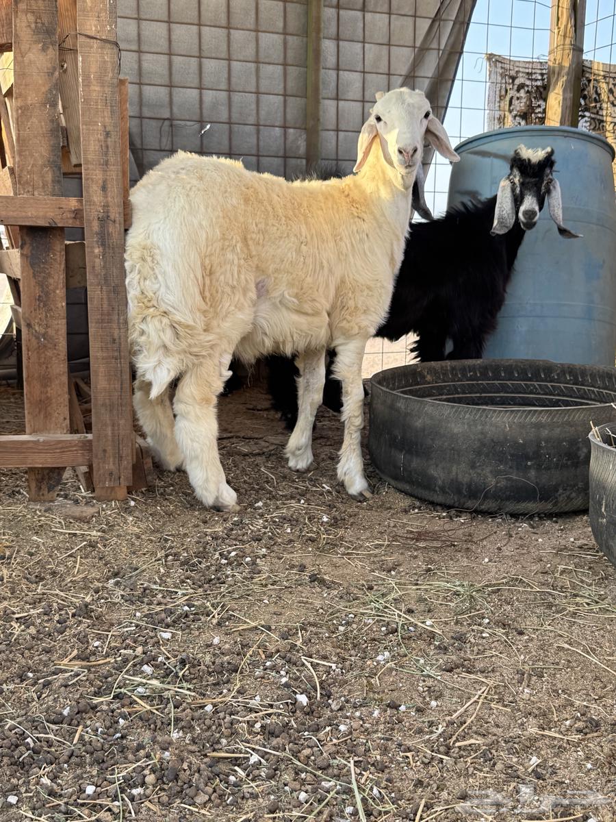 Two refrigerator racks and painting64466628684162113