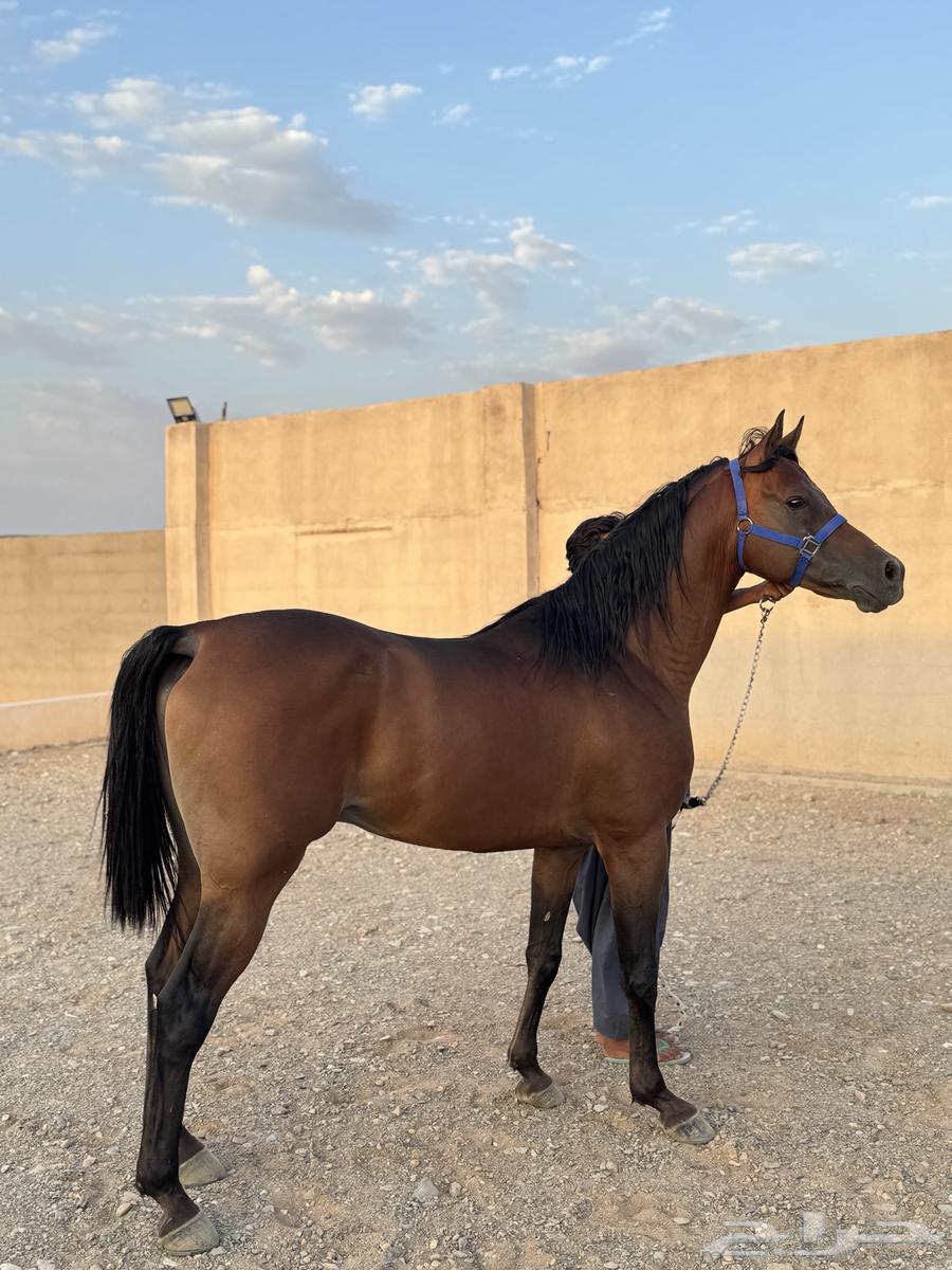 حصان واهو للبيع64470979690243111