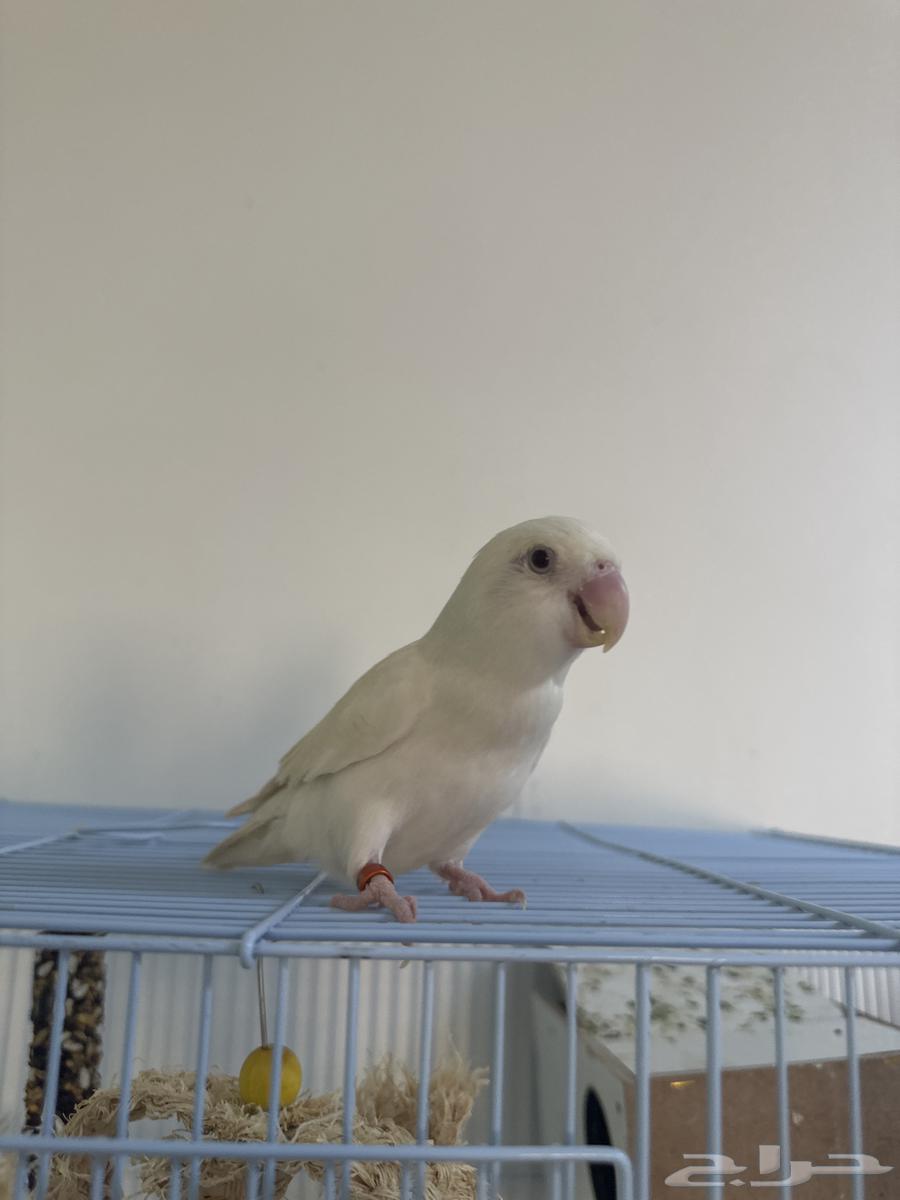 زوج روز64468287824899110