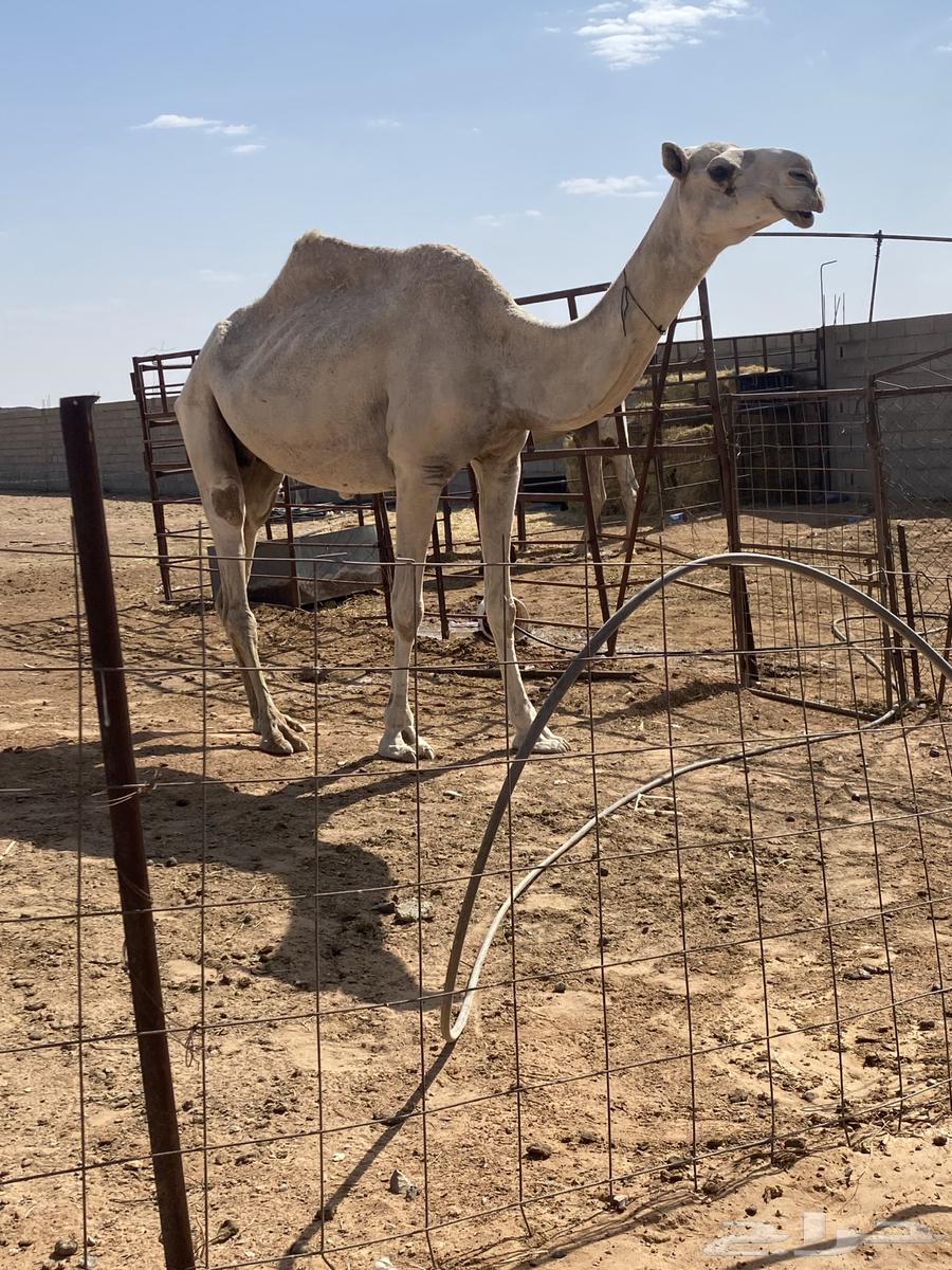 للبيع الضريبه أطيبه ساسها رمانيه منتج إنتاجها طيب64467830301827111