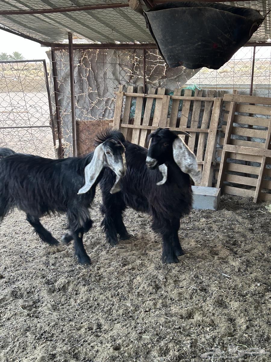 للبيع جفرات طيبه64469515932291111