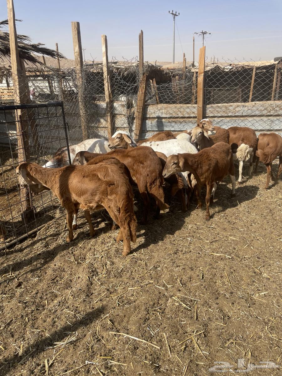 Sudanese Rakhals, Local Production64467299059330111