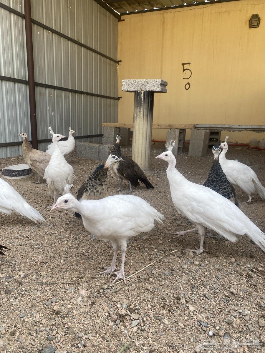 طاووس طاؤوس للبيع64466053176194112