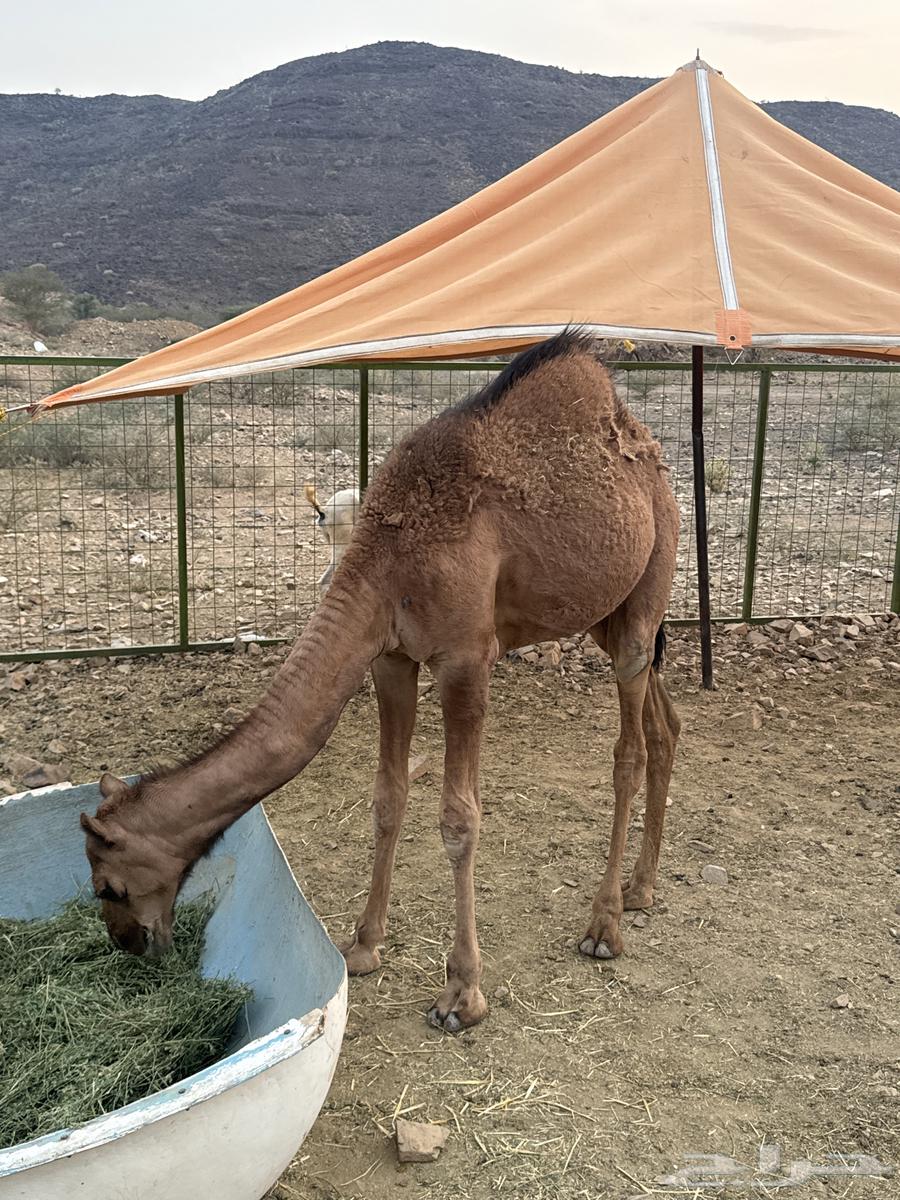 قعدان للبيع64469348734850110