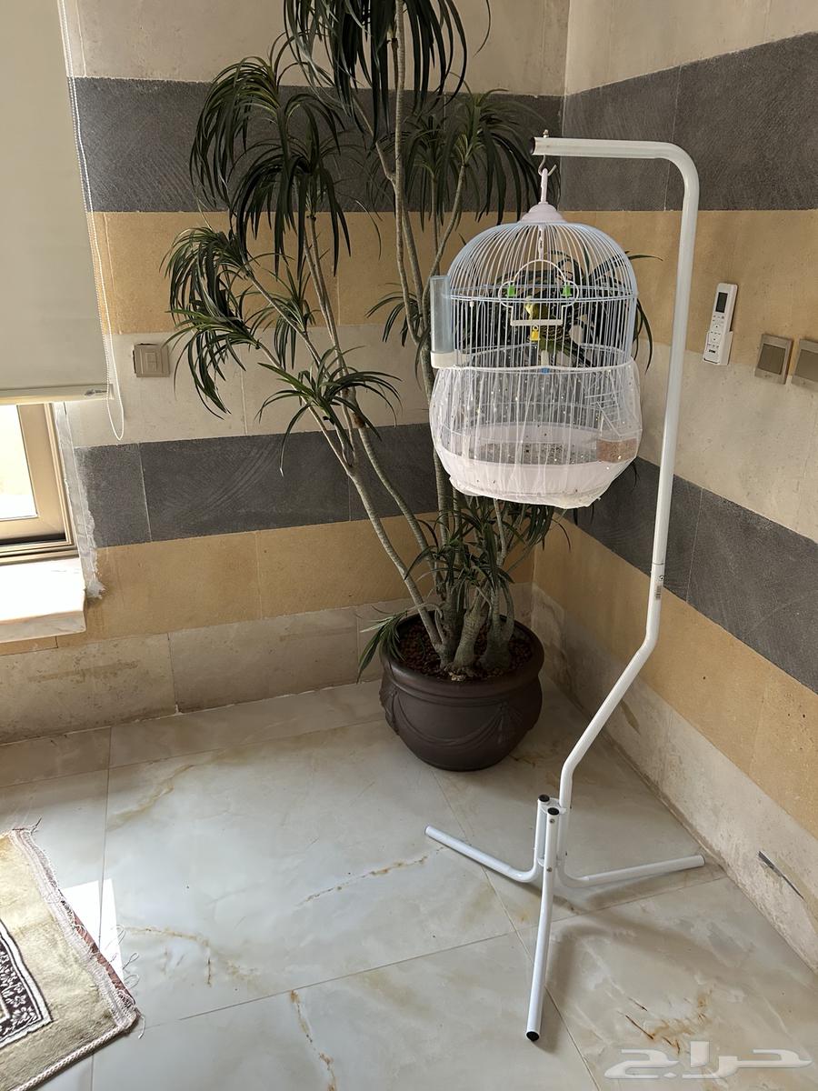 عدد 2 عصفور بدجي مع قفص مع ستاند64467704682242110