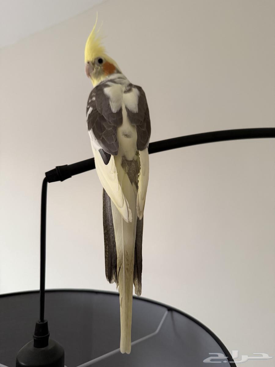 طير للبيع64468877092482111