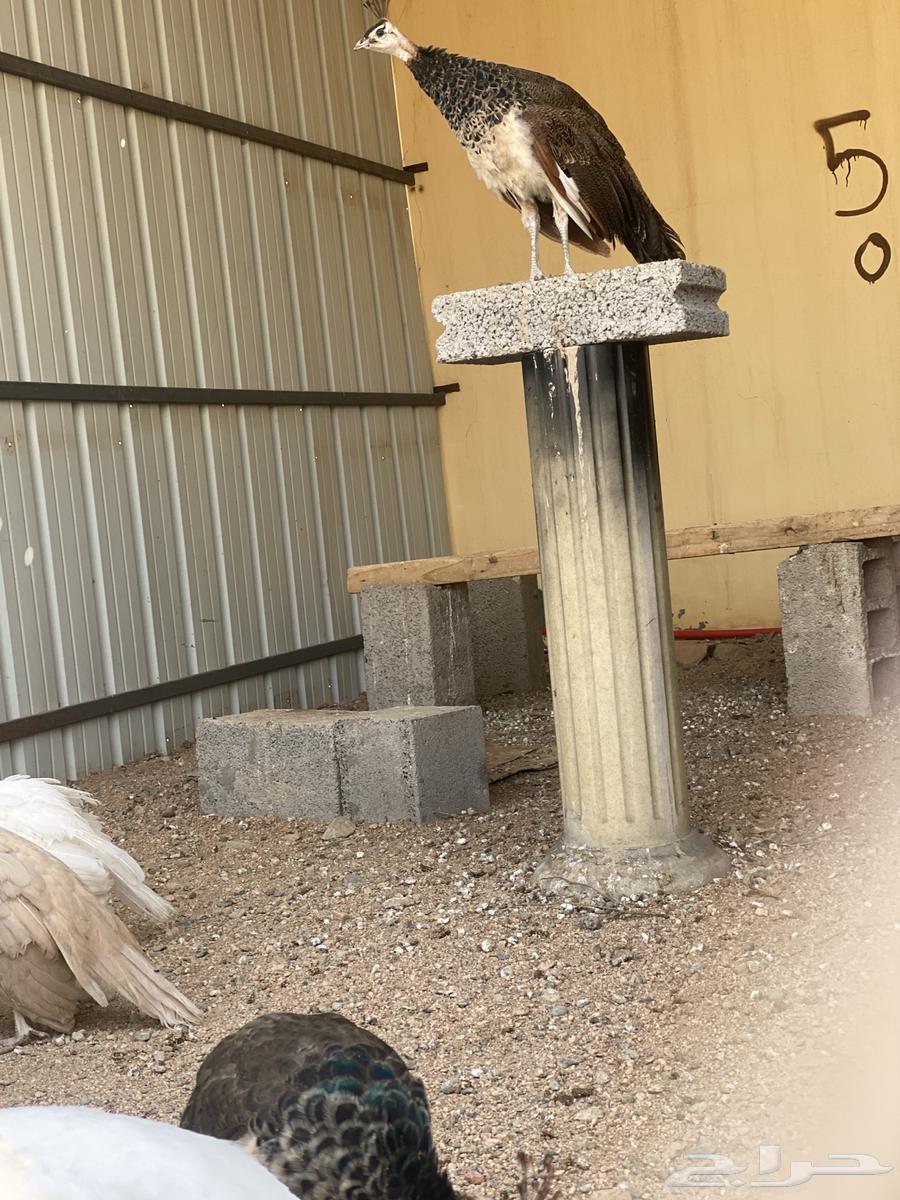 طاووس طاؤوس للبيع64466053176194110