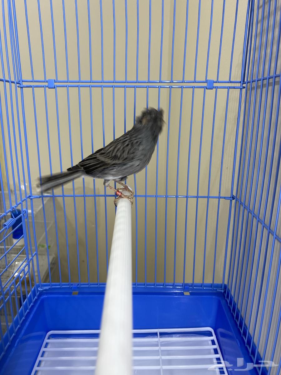 ذكر كناري سوري مغرد وجاهز ( تم البيع )64466362447107113