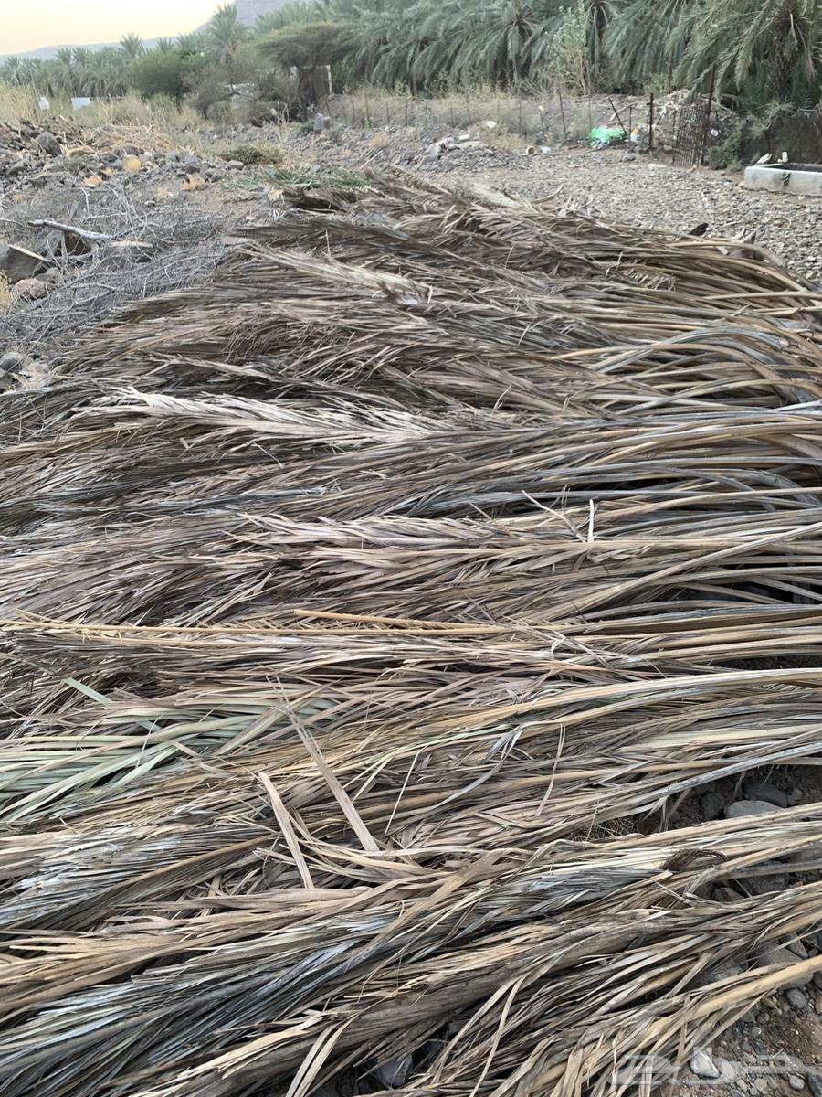 صريف نخل سعف او عسيب للبيع64469585482371110