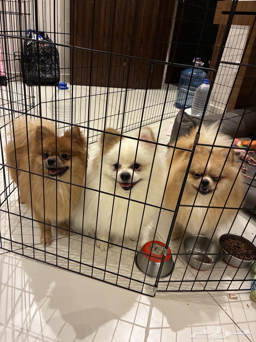 كلاب بومرينيان للبيع64468287801474110