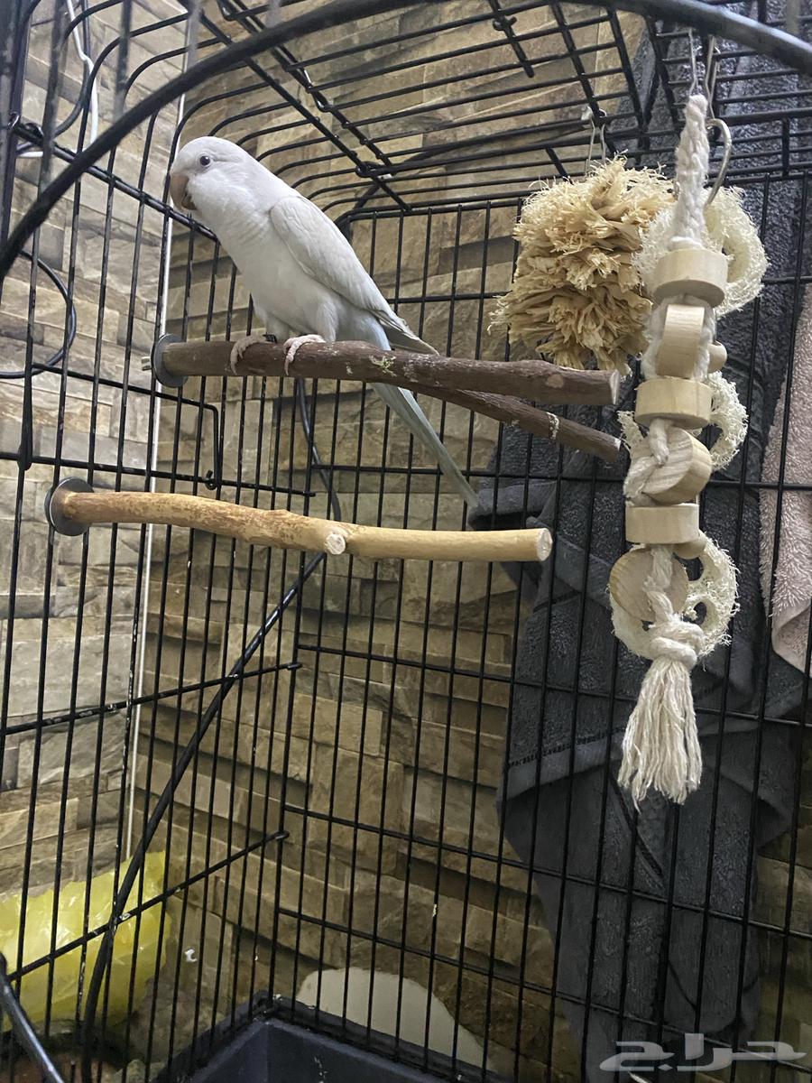 كويكر ذكر معاه شهادة دايلوت متكلم اليف وهدد نظافة ماشالله64466516445186112