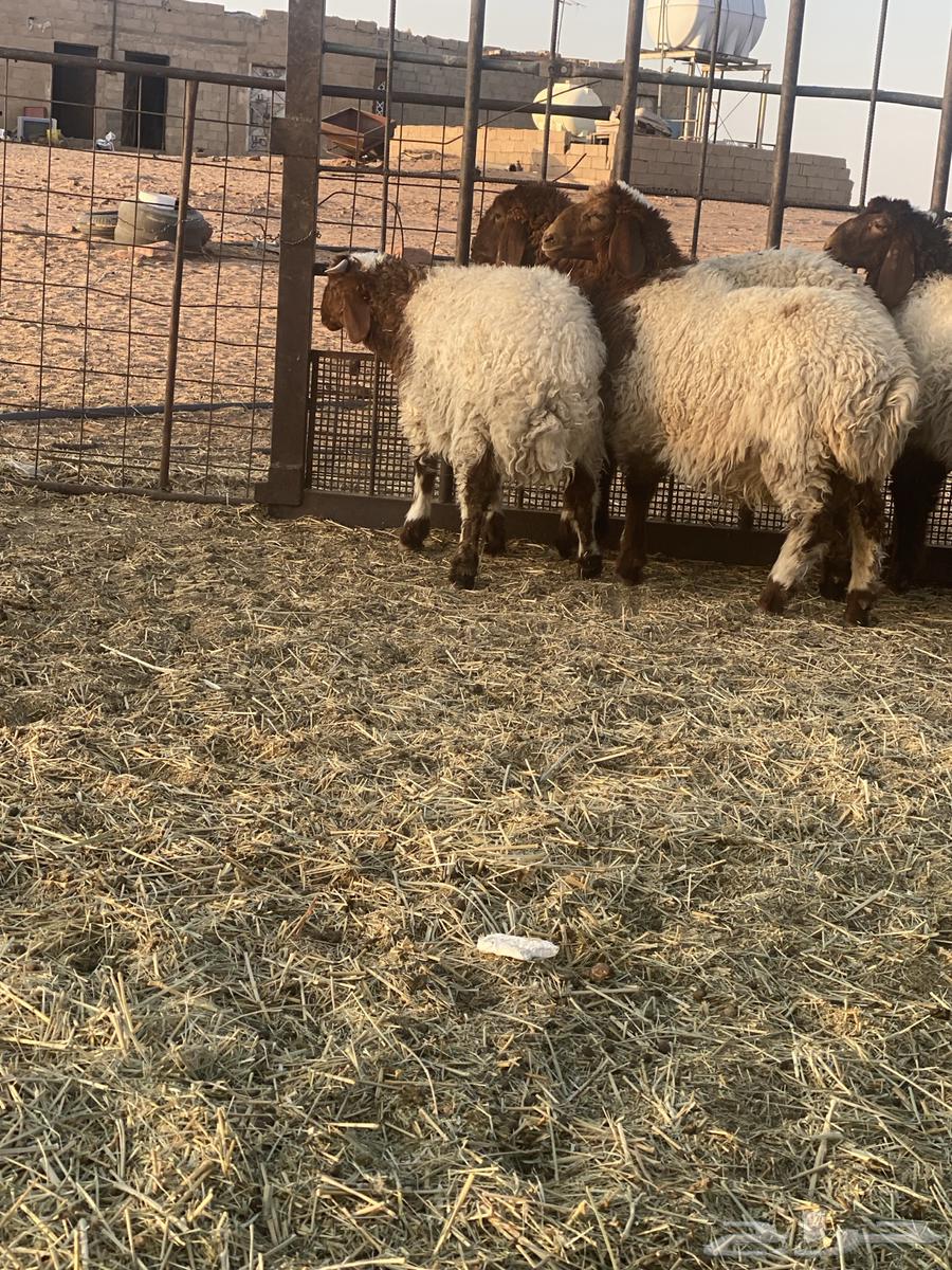 بهم للبيع64469098858625110