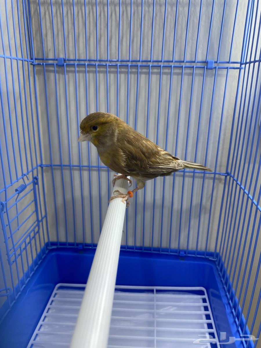 ذكر كناري براون مغرد وجاهز ( تم البيع )64469320838530112