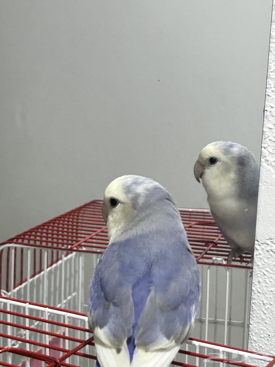 طير روز للبيع64465268629634114