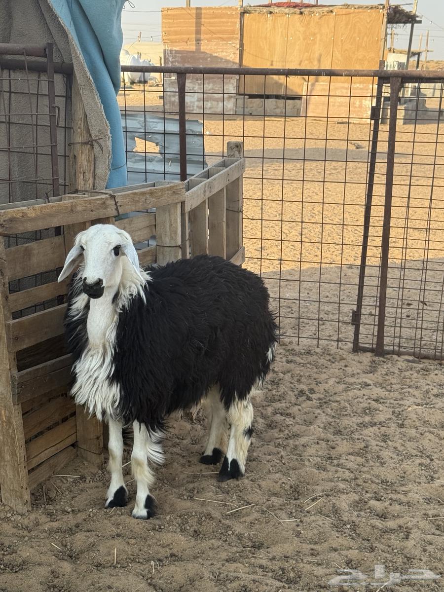 A heifer with a back full of fat64468862064769112