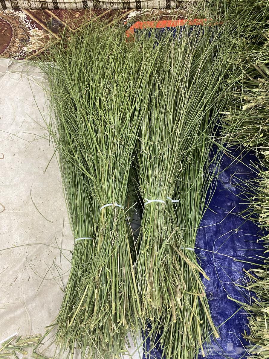 Marikh from Jizan64466249374593110