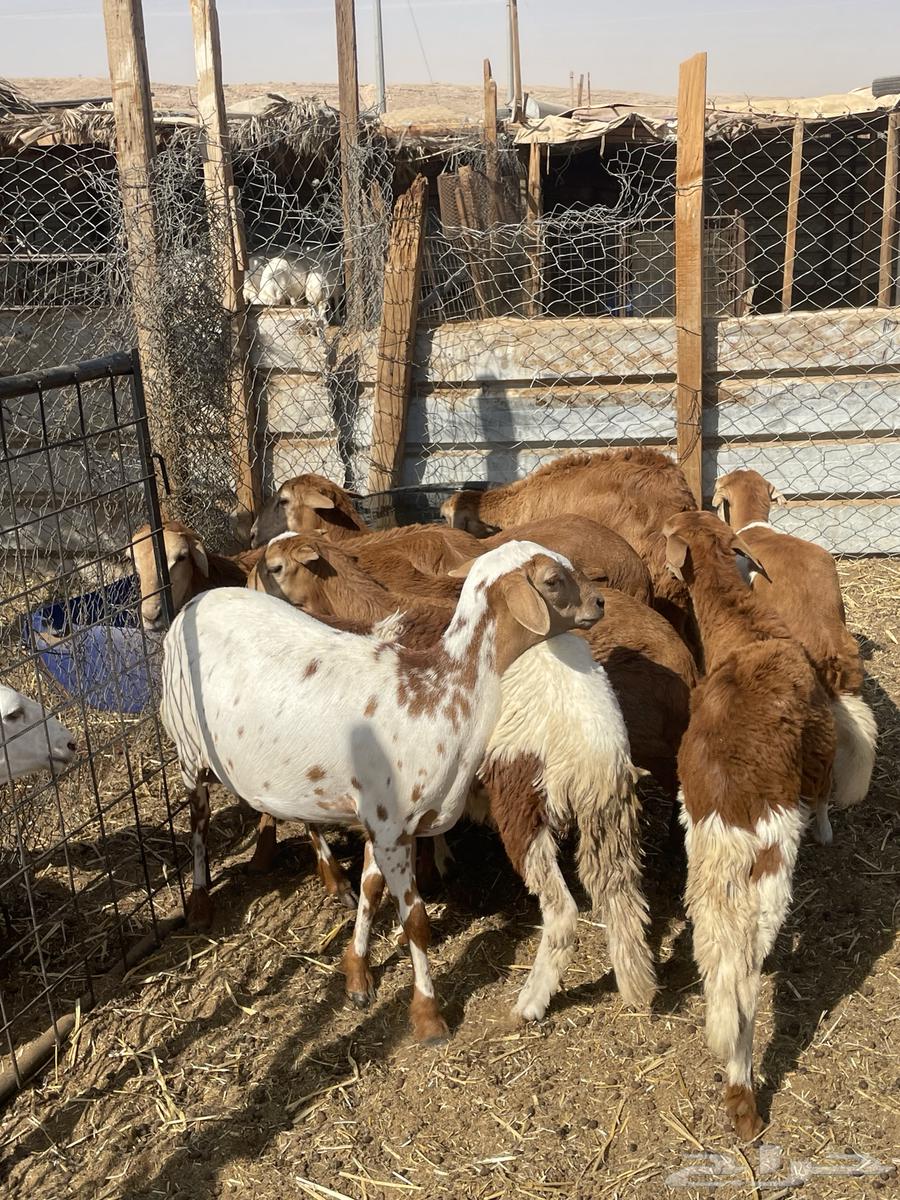 Sudanese Rakhals, Local Production64467299059330110