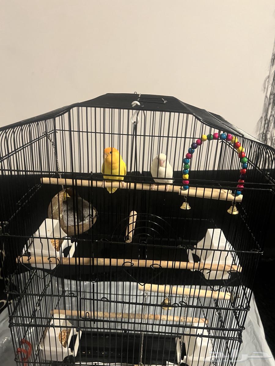 طيور روز للبيع مع القفص64469669457281111