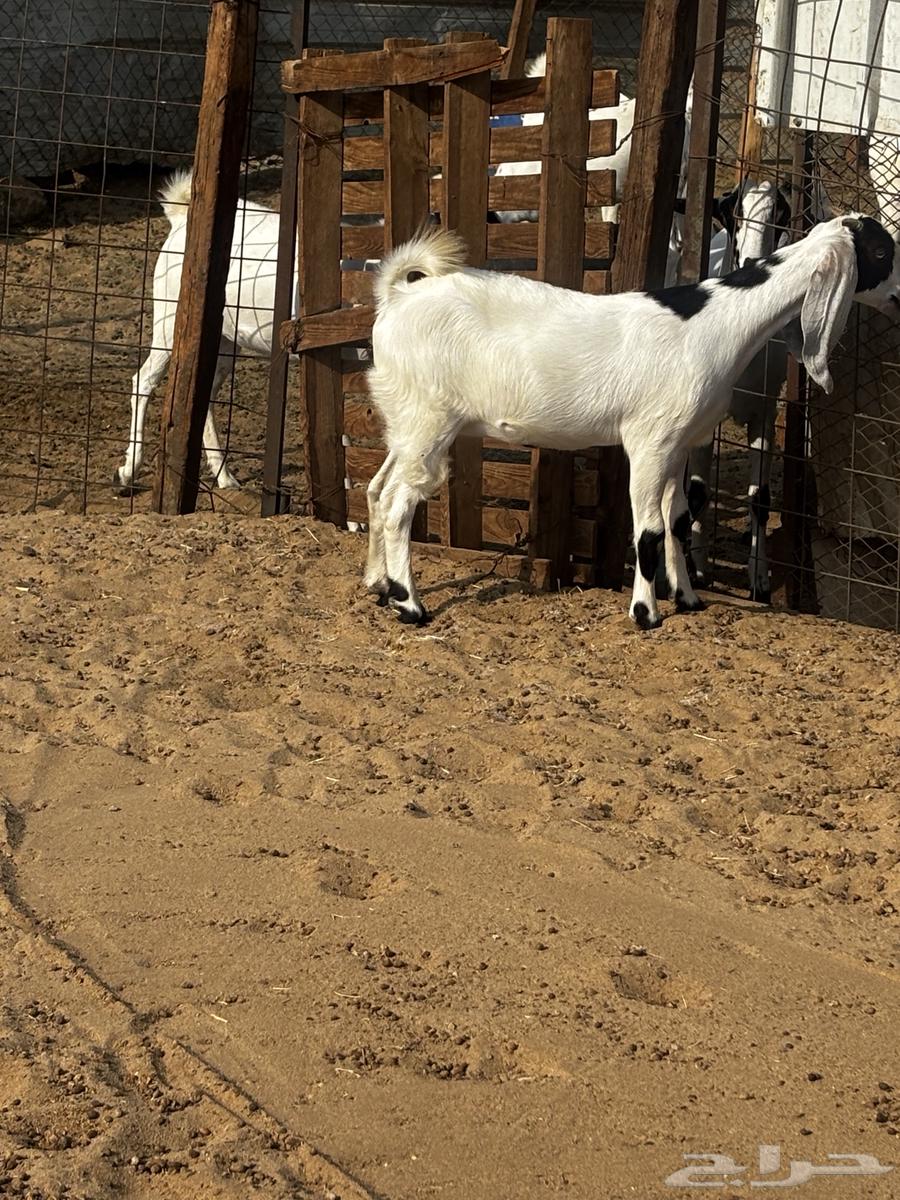 الشميسي طريق الخواجات64465535463427110