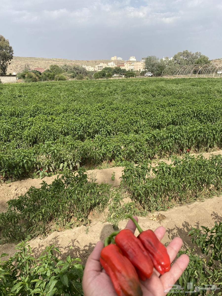 فلفل شقرا حبحر بلدي   قطف يومي64465240398851110