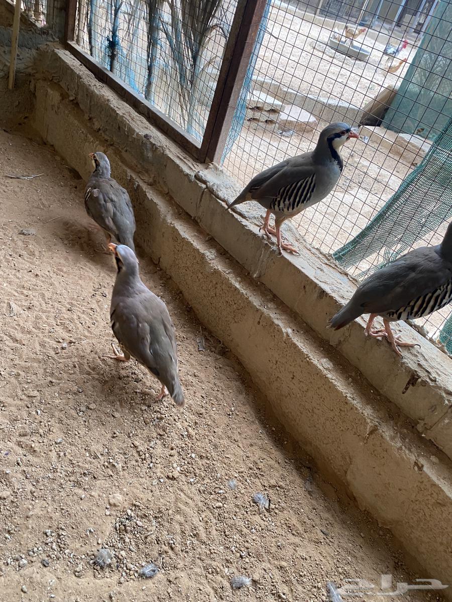 للبيع عشة حجل شنير سوري64465912882691110