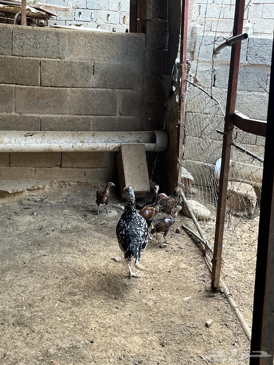 دجاج سندي بيور64468678157443111