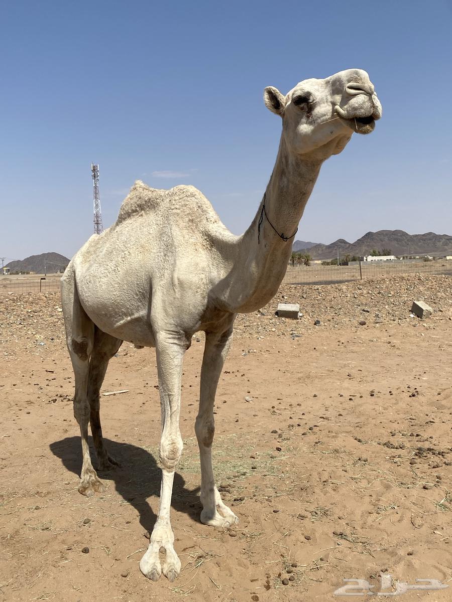 للبيع الضريبه أطيبه ساسها رمانيه منتج إنتاجها طيب64467830301827114