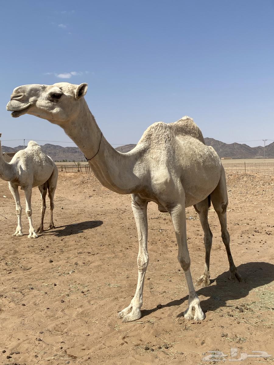 للبيع الضريبه أطيبه ساسها رمانيه منتج إنتاجها طيب64467830301827112