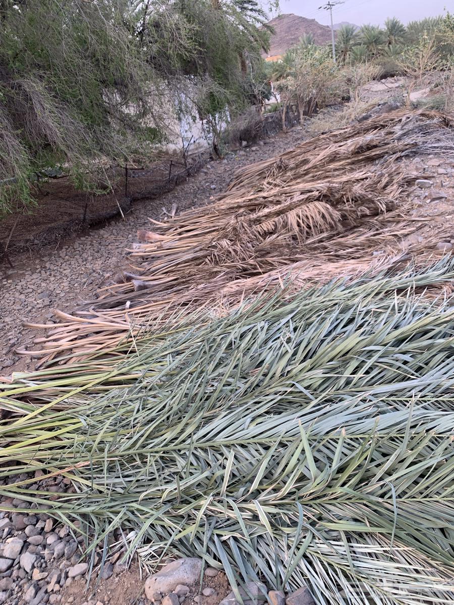 صريف نخل سعف او عسيب للبيع64469585482371112