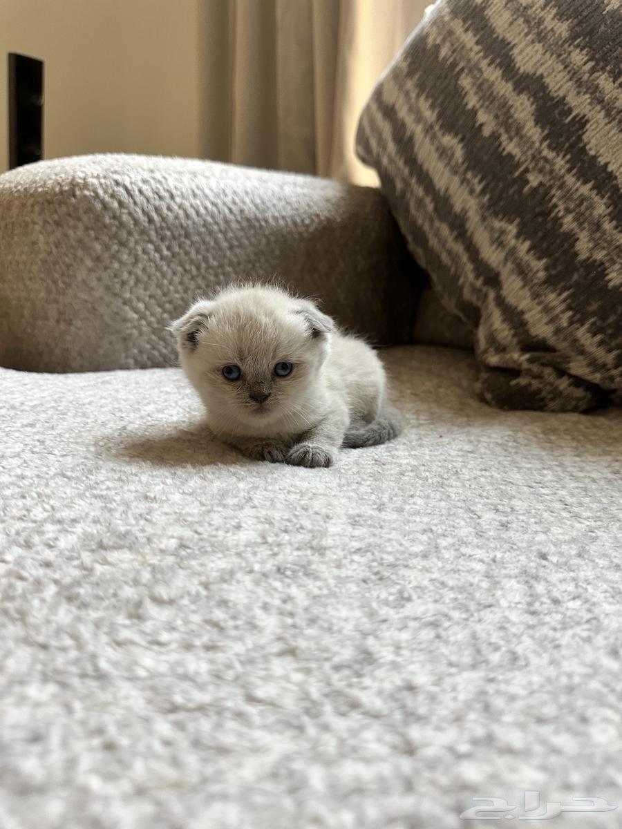 قطط سكوتش فولد للبيع64471075154818114