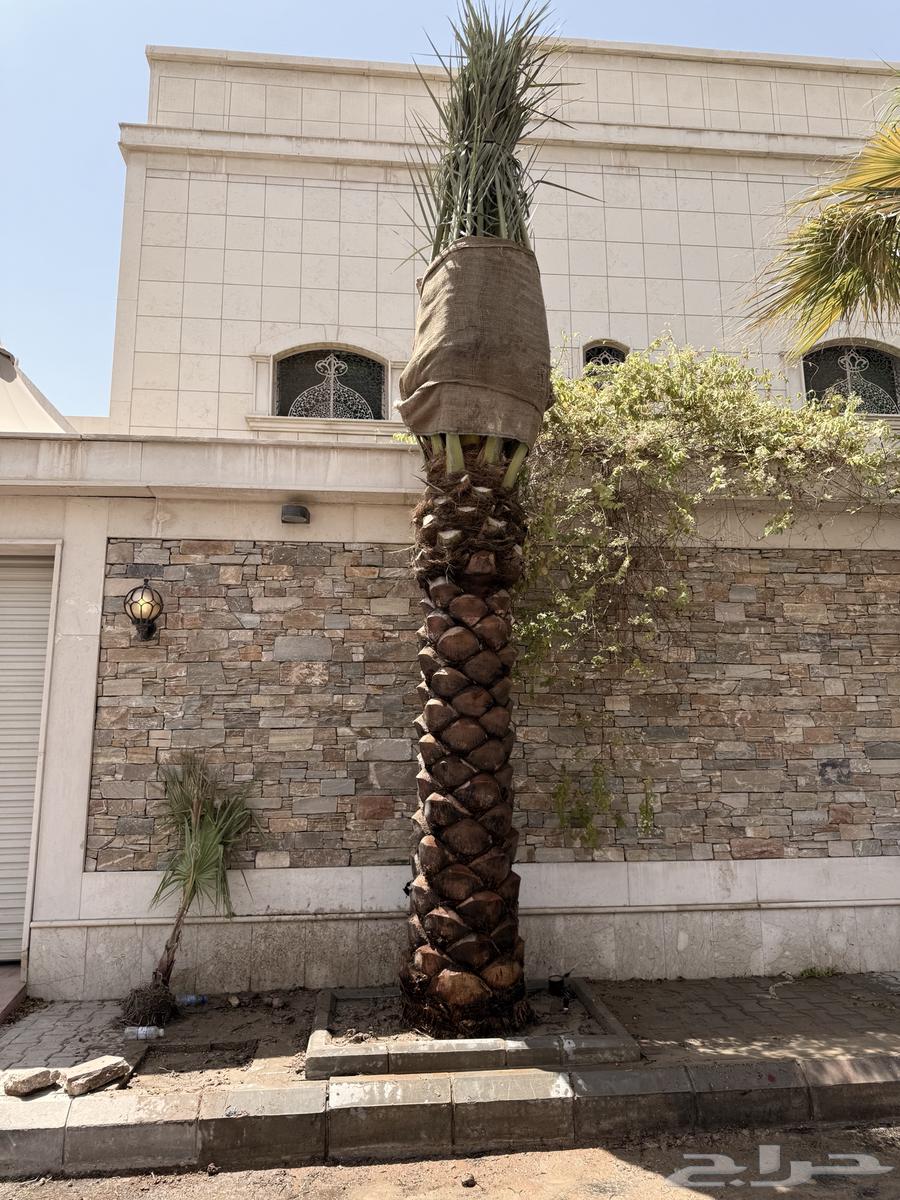 تكريب وتنظيف وزراعه جميع انواع النخيل العربي والواشنطونيا64145699247747111