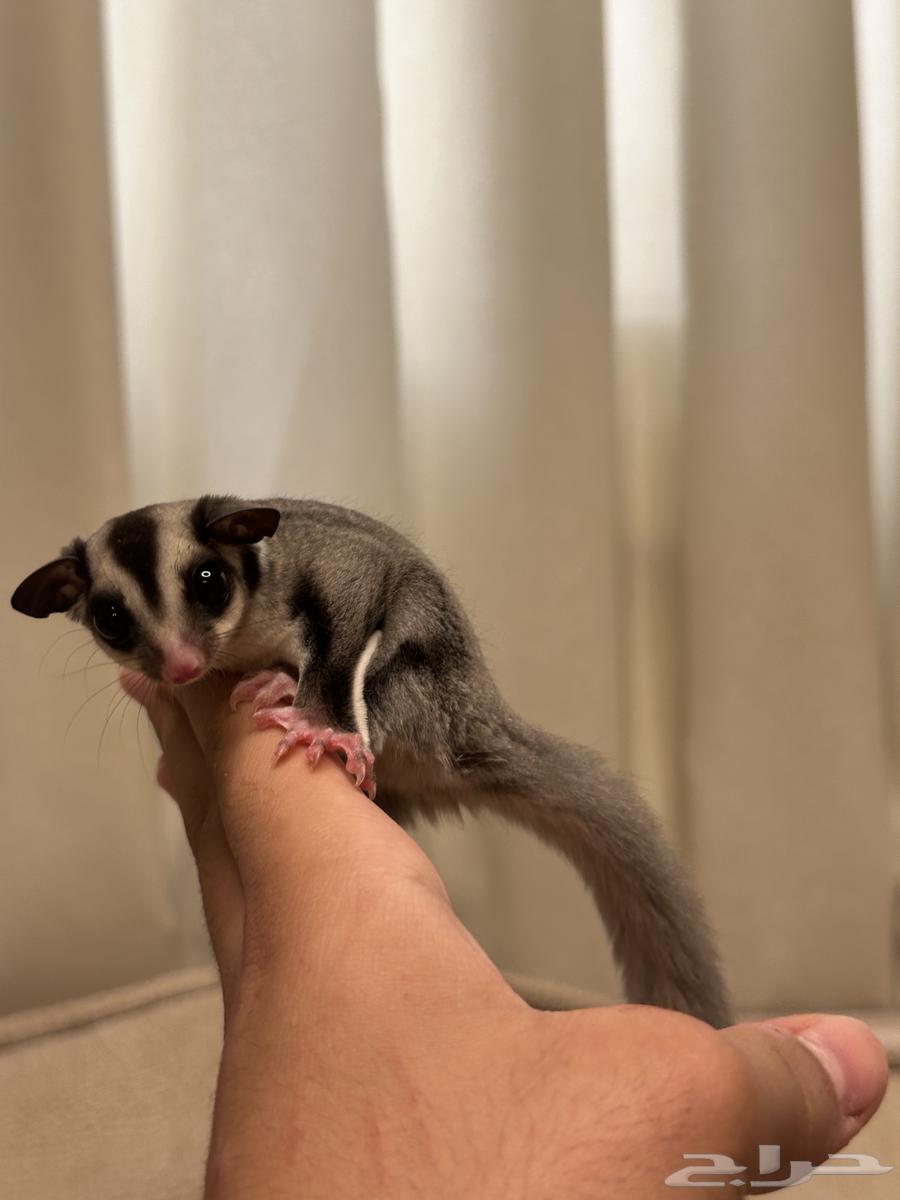 سنجاب طاير اليف للبيع(((تم البيع)))64468426151299111