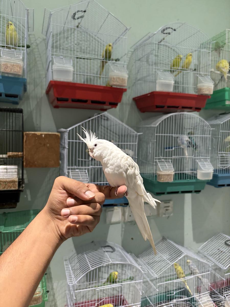 كروان البينو عيون حمر أليف64471198049283111