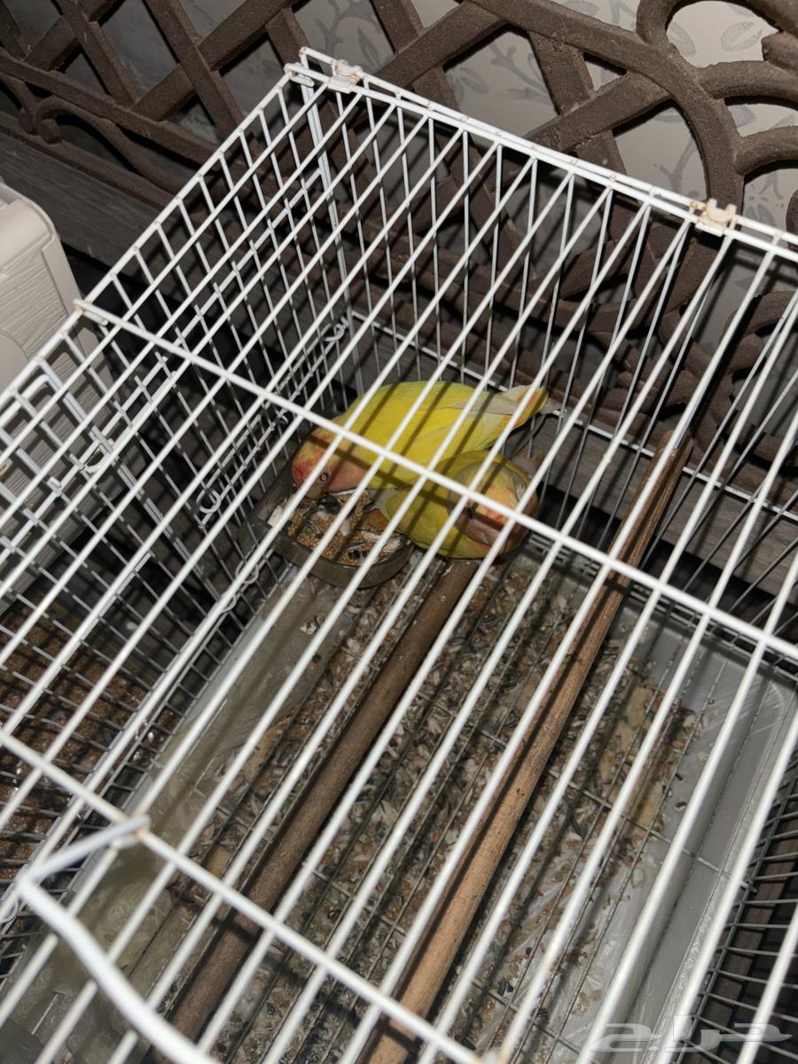 طيور روز رد اوبلاين64467494458881110