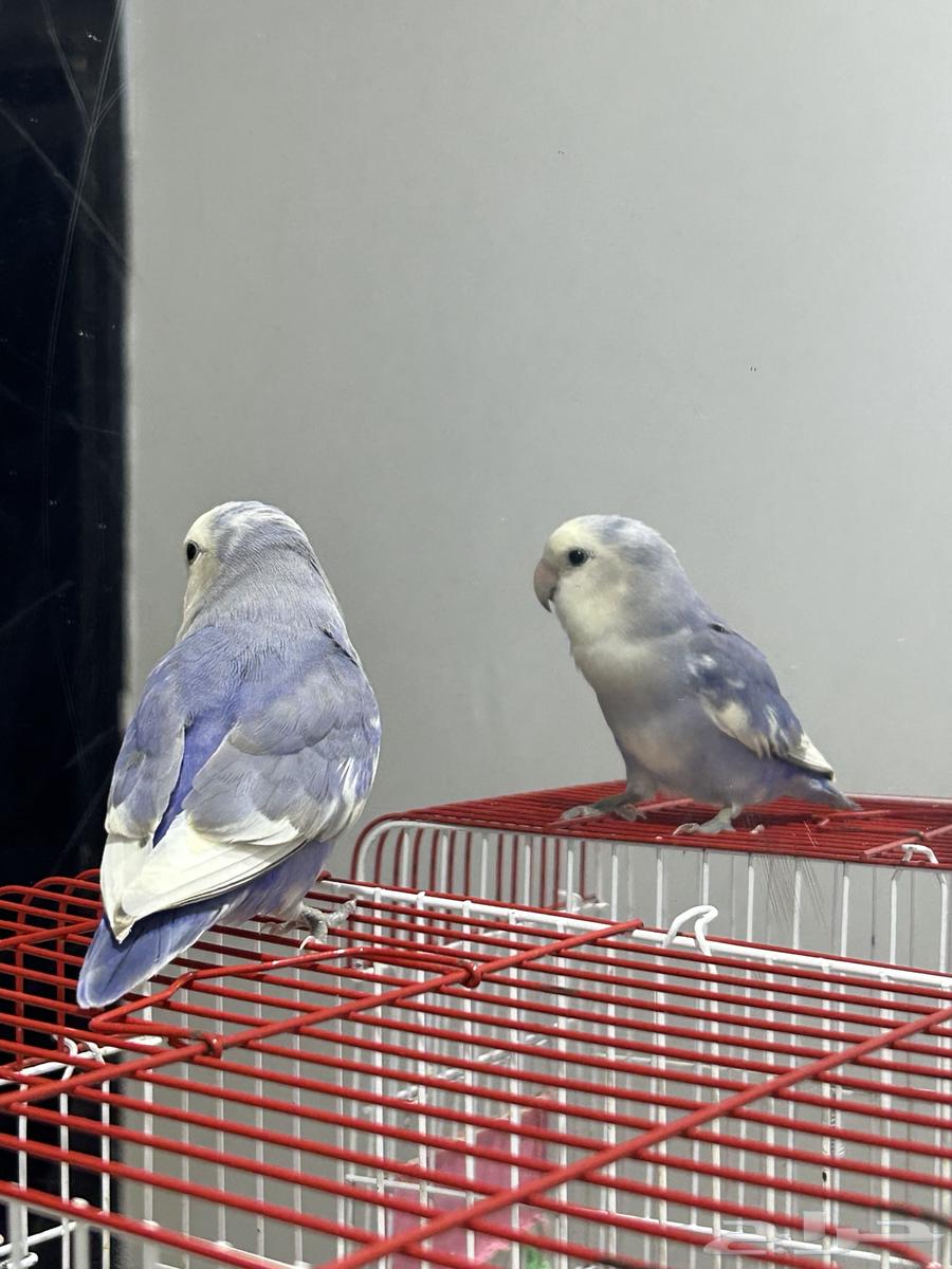 طير روز للبيع64465268629634112