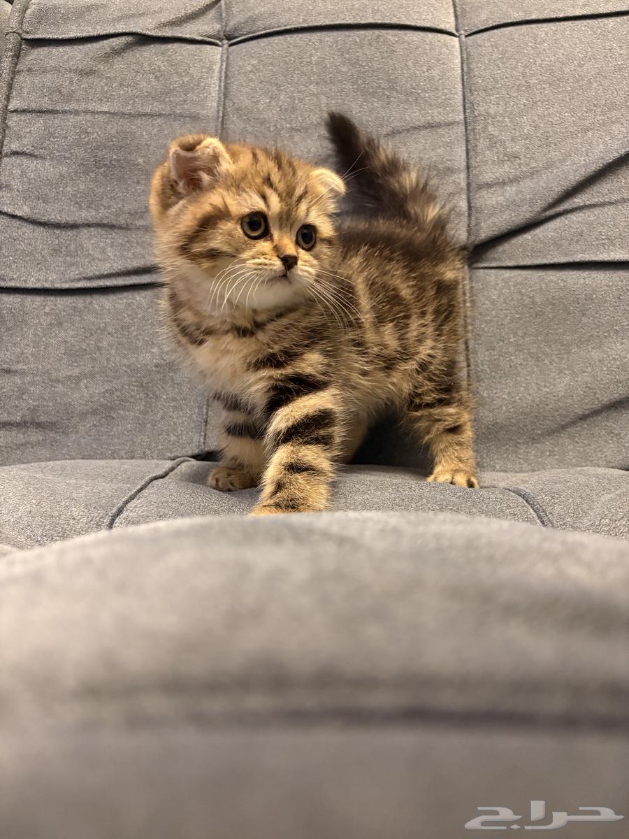 قطط سكوتش فولد للبيع64469962486787112
