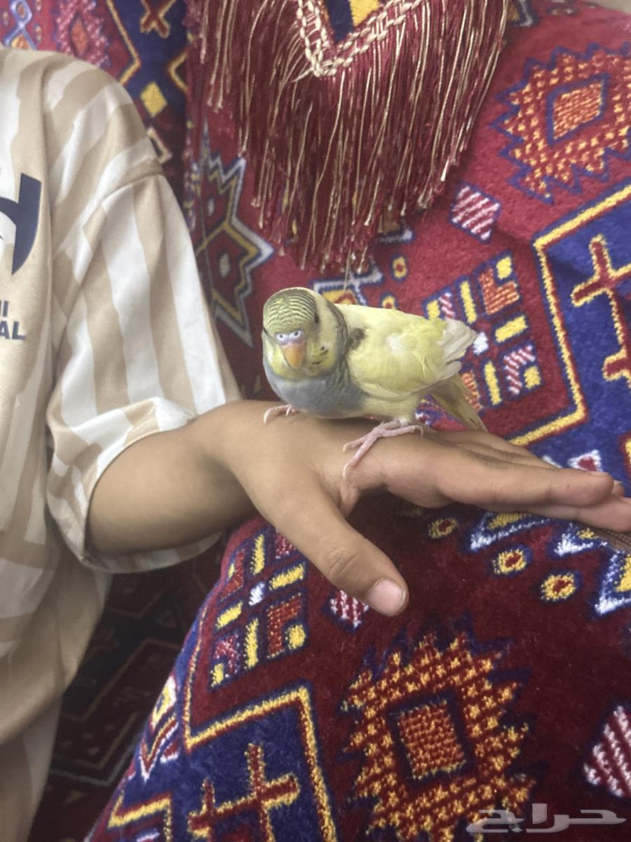 فرخ بادجي ( تم البيع )64470292417154111