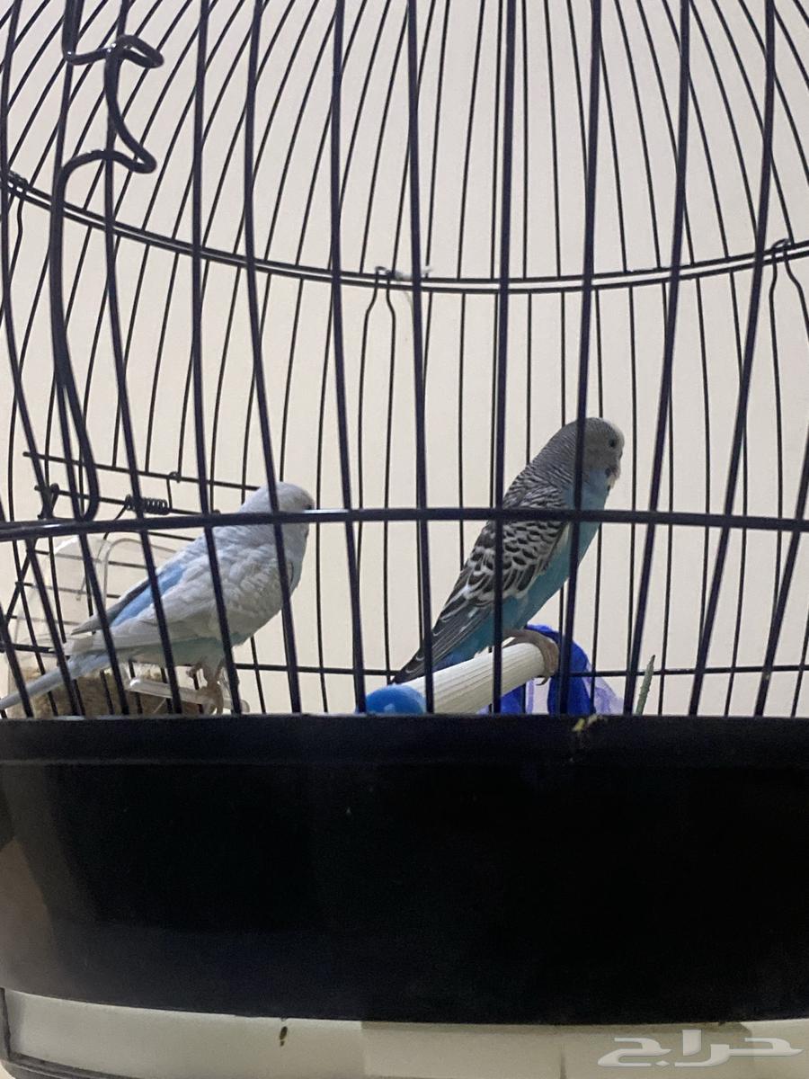طيور العدد 2 للبيع مع القفص (ذكور كل الاثنين)64467996417921110