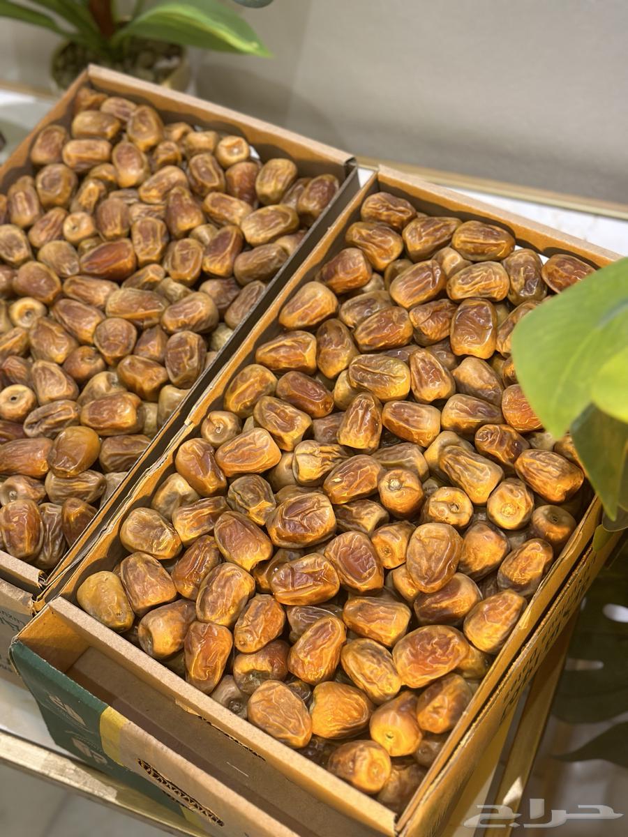 Al-Qassim Royal Sukkari Dates, Directly Harvested from the Farm64468754136833111