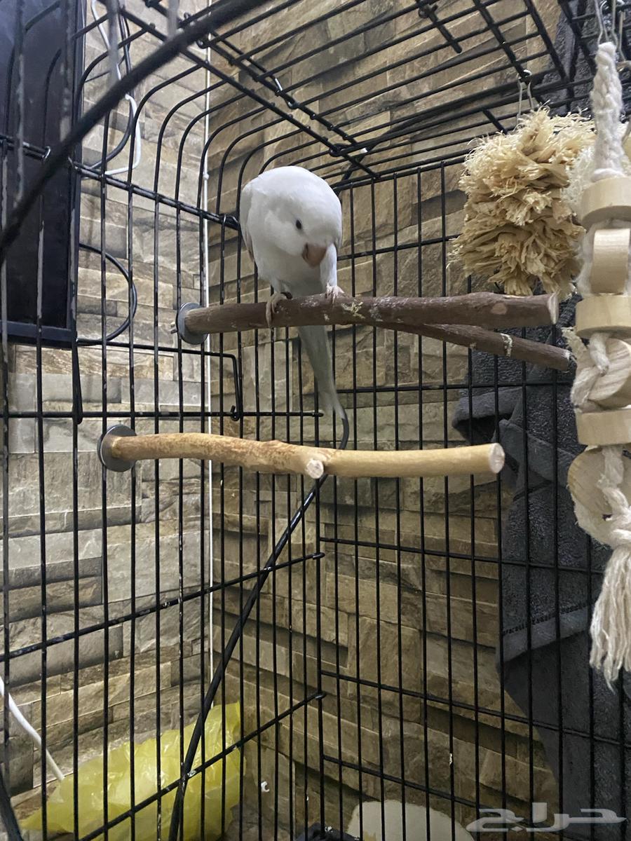 كويكر ذكر معاه شهادة دايلوت متكلم اليف وهدد نظافة ماشالله64466516445186110