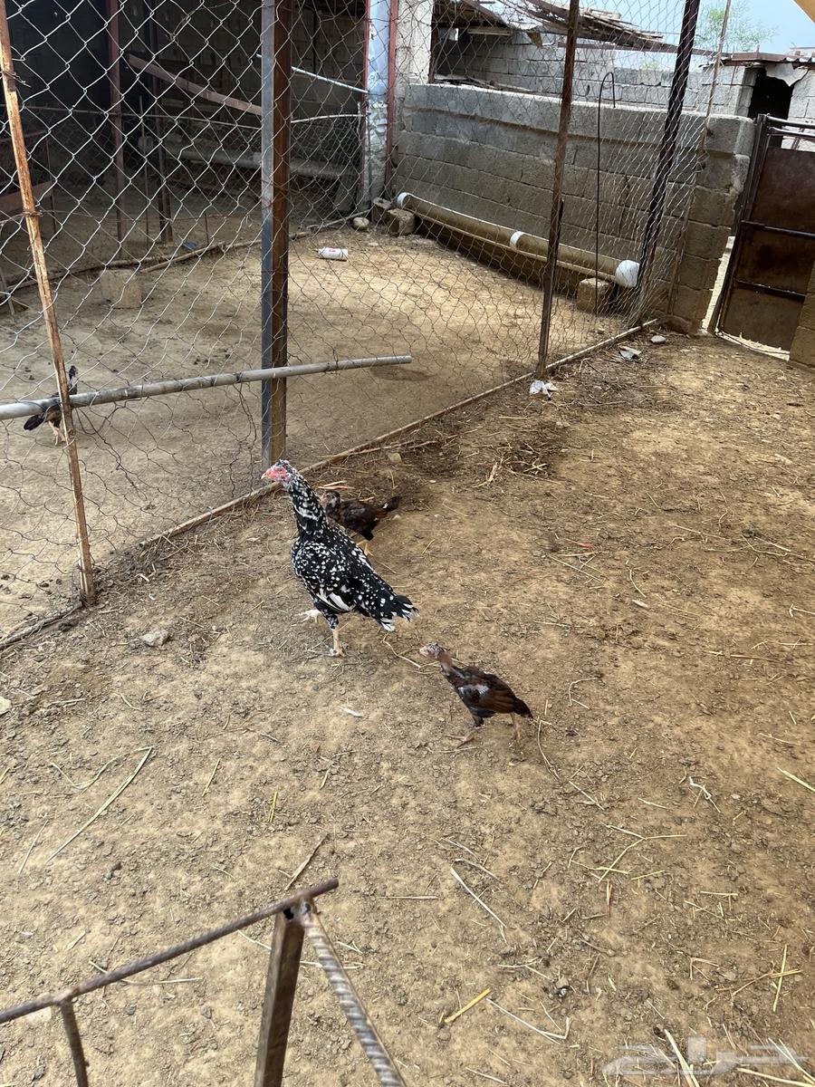 دجاج سندي بيور64468678157443114