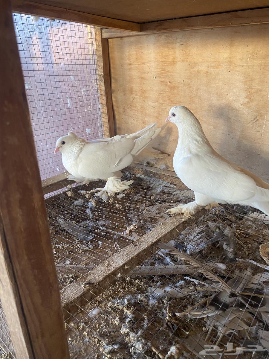 Luxurious Turkish bath, excellent health, and the husband is productive64470539159425114