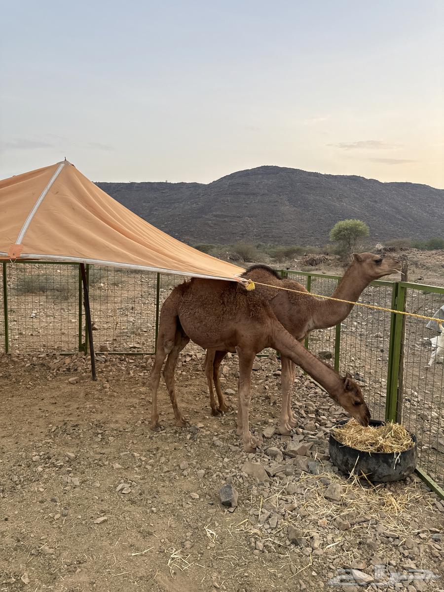 قعدان للبيع64469348734850111