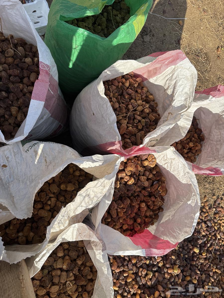 For sale new fodder dates64465871248385111