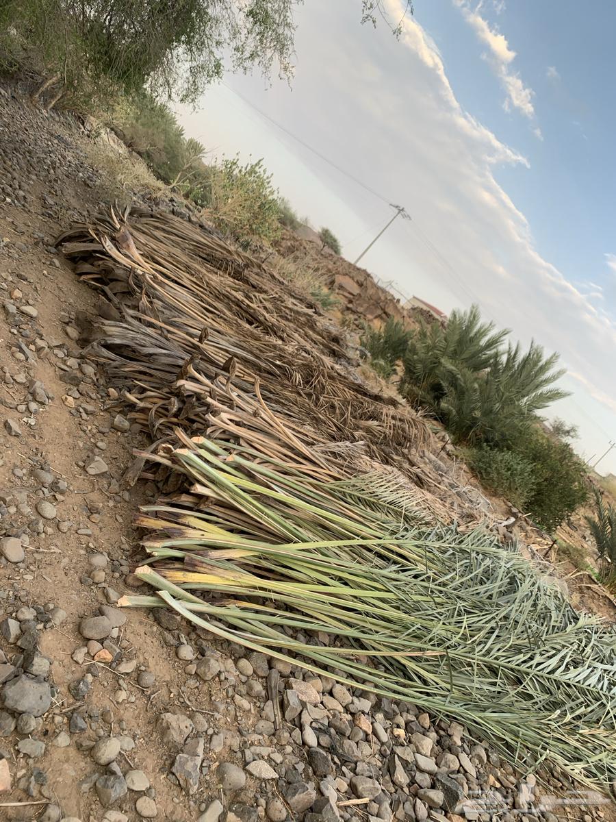صريف نخل سعف او عسيب للبيع64469585482371113