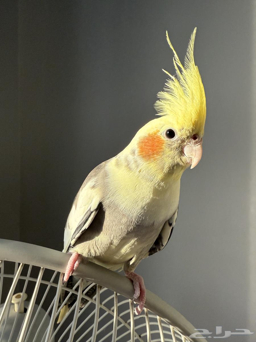 طير للبيع64468877092482114