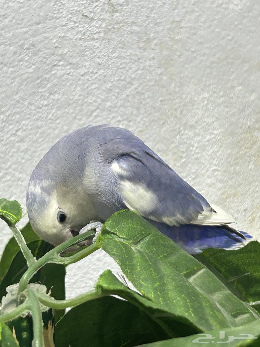 طير روز للبيع64465268629634111