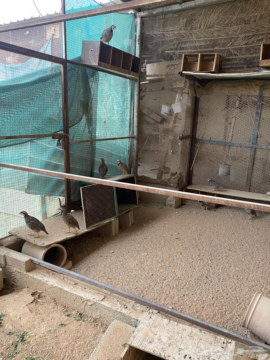 للبيع عشة حجل شنير سوري64465912882691111