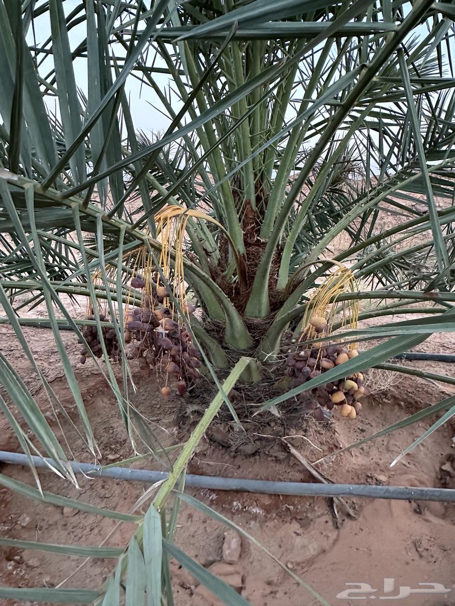 نخل نوايع للبيع64469236786945113