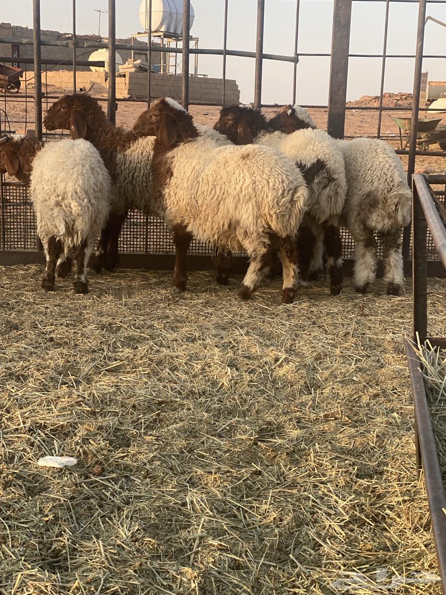 بهم للبيع64469098858625112